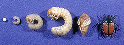 The life stages of the Japanese beetle. From left to right: egg, larva (stage I), larva (stage II), larva (stage III), pupa, adult.
