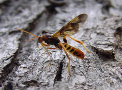 Giant ichneumon wasp