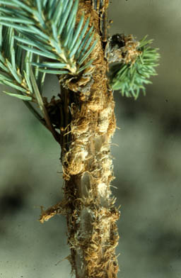 White pine weevil chip cocoons