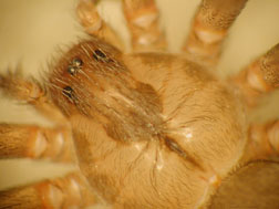 Brown recluse spider showing the violin pattern on the cephalothorax