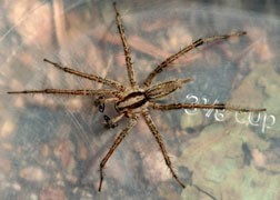 Male funnel weaver spider