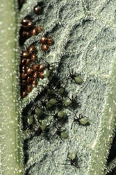 Early stage squash bugs at egg hatch
