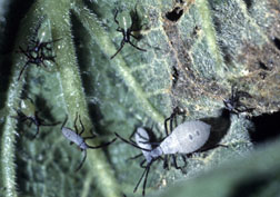Late stage squash bug nymphs