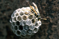 European paper wasp at nest