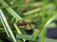 Adult wheat stem sawfly