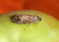 Figure 2. Adult codling moth.