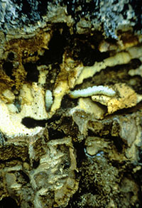 Lilac/ash borer larvae tunneling exposed from under the bark.  Photograph by David Leatherman.