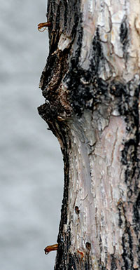 Trunk of an ash tree showing irregular areas of bark produced by lilac/ash borer wounding.  Two pupal skins of the insect extruding from the trunk are visible on the left.