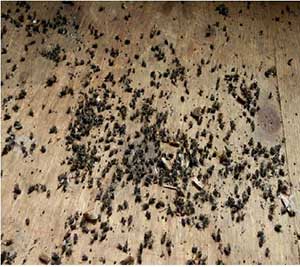 Mass of dead cluster flies on an attic floor