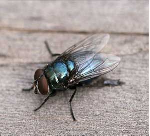 Black blow fly