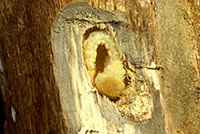 Larva of the flatheaded appletree borer.