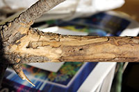 Tunneling injury produced by flatheaded appletree borer in an ash branch.