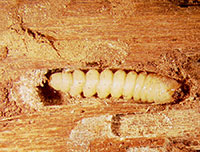 Larva of redheaded ash borer, a type of roundheaded borer.