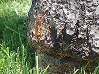 Pigeon tremex laying eggs at the base of an ash tree damaged by lawn mowing.