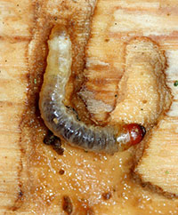 Larva of the lilac/ash borer.