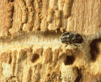 Adult of an ash bark beetle exposed within it egg gallery. 