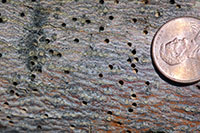 Exit holes produced by ash bark beetles.