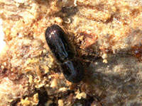 Adult of the ambrosia beetle Xyleborinus saxesenii. 