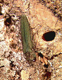 Adult emerald ash borer next to D-shaped exit hole.