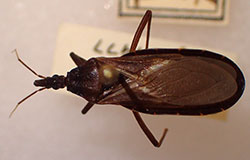Adult of the western conenose, Triatoma protracta, the only “kissing bug” that is known to occur in Colorado.