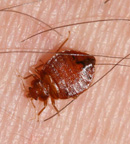 Figure 3: Bed bug during course of 12-minute feeding.