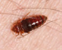 Figure 3: Bed bug during course of 12-minute feeding.