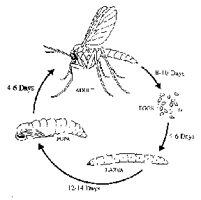 Fungus gnat life cycle