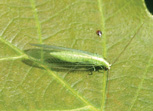 Figure 3: Green lacewing adult. 