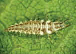 Figure 4: Green lacewing nymph. Photo courtesy of Harold Larsen. 