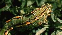 Figure 9: Tachinid fly eggs (white) laid near head of hornworm caterpillar.