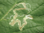 Figure 5: Serpentine leafminer on grape produced by small moth.