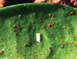 Spinach leafminer egg mass