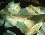 Tentiform leafminer injuries to cottonwood 