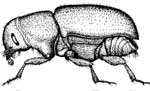 Adult Dendroctonus