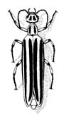 Three-striped blister beetle
