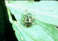 Adult Weevil
