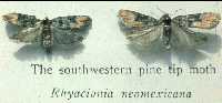 Southwestern pine tip moth adult