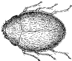 Stethorus lady beetle (spider mite destroyer) adult and larva