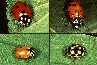 Lady beetle adult