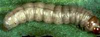 Glassy cutworm