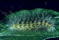 Saltmarsh caterpillar
