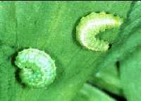 Mature larvae
