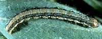 Alfalfa webworm