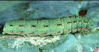 Clover cutworm