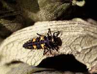 Typical lady beetle larva
