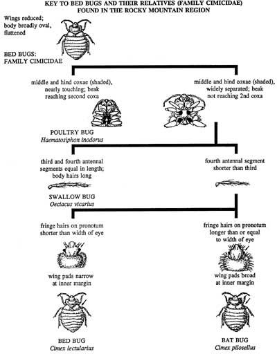 Figure 9: Key to bed bugs and their relatives found the in Rocky Mountain Region.