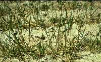 Wheat plants damaged