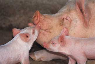 H1N1 Influenza and Pigs  - Extension