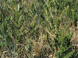 Figure 3: Canada thistle bolting growth stage in spring.