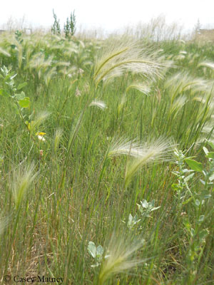 Foxtail barley growing in a pasture, an area often ponded during the spring.